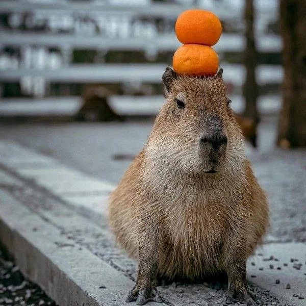 Khám phá chuột lang nước Capybara: Từ sự dễ thương đến sự yêu thích toàn cầu